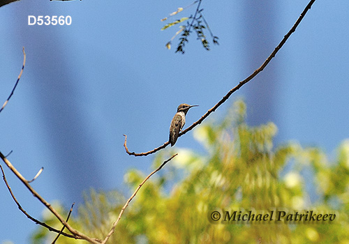 Vervain Hummingbird (Mellisuga minima)